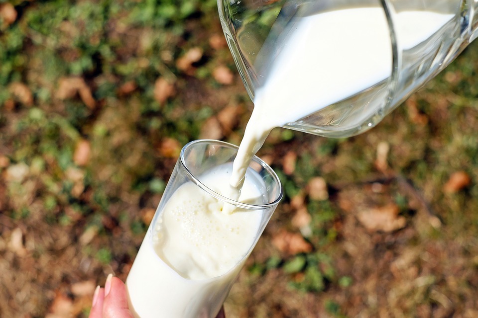 ¿La leche sin lactosa engorda menos? | Global Nutricion